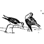 Dva ptáci obrázek