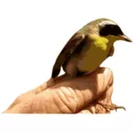 Pássaro amarelo garganta em um gráfico de vetor de mão