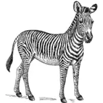 Zebra imagine