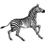 Zebra vektorový obrázek