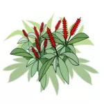 La plante avec fleurs rouges