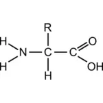 Vektor seni klip asam amino