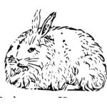 Conejo de angora