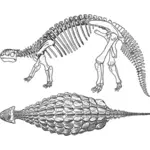 Ankylosaurus luuranko vektorigrafiikka
