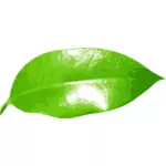 Realistic green leaf