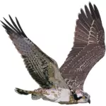 Osprey Western lotu ilustracji