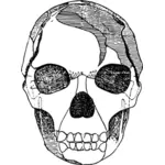 Image vectorielle du crâne ombragé