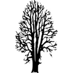 Beech träd vektorbild