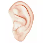 वेक्टर चित्रण सफेद मानव कान के