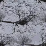 Gambar dari sarang burung pada cabang-cabang pohon dengan saluran listrik di atas