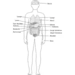 Vektorgrafikk utklipp diagram av menneskekroppen