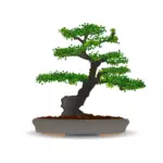 Bonsai ağacı vektör çizim