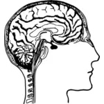 בתמונה וקטורית דיאגרמה של המוח האנושי