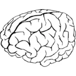 Grafica vettoriale del cervello umano in bianco e nero