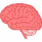 Vektorritning sida syn på mänskliga hjärnan i rött