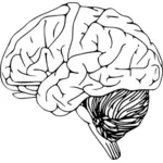 Gambar dari otak manusia dengan serebelum vektor