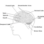 Vektorgrafikken deler av hjernen diagrammet