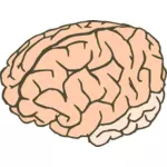 Vektor ClipArt mänskliga hjärnan i 2 färger