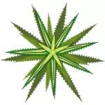 Star plant