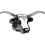 Vektor illustration av tjur med stora horn