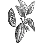 Kakao mit seiner Blätter-Vektor-illustration