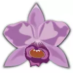 Cattleya ungu