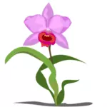 Singur Cattleya floare grafică vectorială
