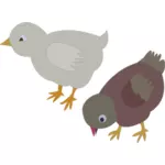 İki renkli tavuk etrafında dolaşım vektör çizim