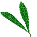 Texturou zelené listy