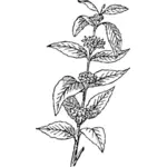 コーヒー植物のベクター クリップ アート