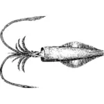 Illustratie van de inktvis