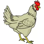 Drawing of poultry bird