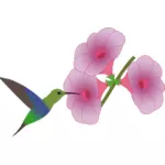 Colibri pták na květinové ilustrace