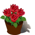 Red roses in a pot