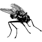 Fly vector drawing