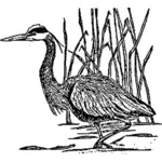Great blue heron drawing