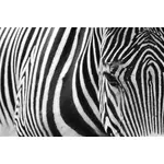 Zebra de meio-tom