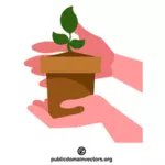 ידיים מחזיקות צמח נבט בעציץ