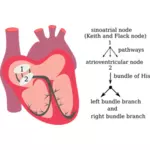 Gambar dari sistem listrik jantung vektor