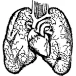 Illustrazione di vettore di cuore e polmoni umani