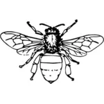 Abbildung der Honigbiene
