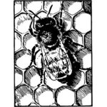Honeybee on comb