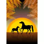 Hästar vid solnedgången