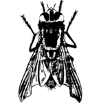 Housefly vector drawing