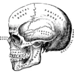 ناقلات التوضيح من الجمجمة البشرية مع أسماء العظام