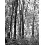 Forêt de noir et blanc