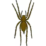 Ilustração em vetor de aranha marrom