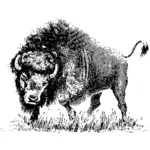 Buffalo desen