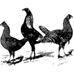 Three poultry birds vector drawing