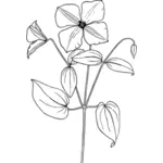 Drawing of clematis